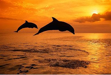 消息称数款老旧合金装备系列游戏将登陆Steam