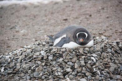 包括育碧上海成都 《刺客信条：影》工作室多达16家